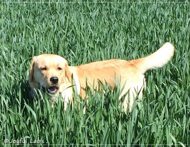 Joyful Lab's Colour Boy