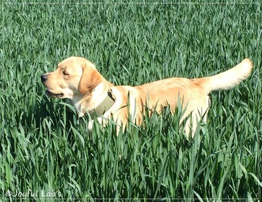 Joyful Lab's Colour Boy