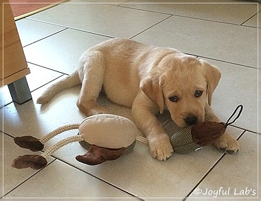 Joyful Lab's Colour Boy