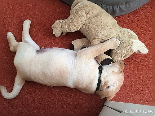 Joyful Lab's Colour Boy