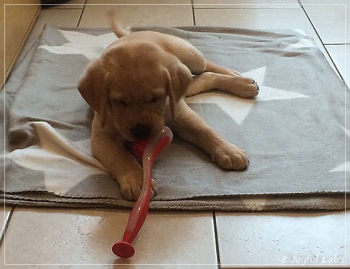 Joyful Lab's Colour Boy