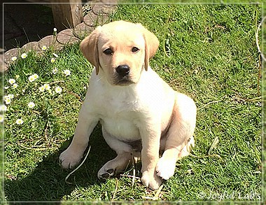 Joyful Lab's Colour Boy