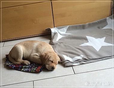 Joyful Lab's Colour Boy