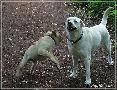 Joyful Lab's Colour Boy