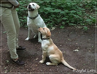 Joyful Lab's Colour Boy