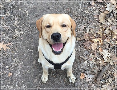 Joyful Lab's Colour Boy