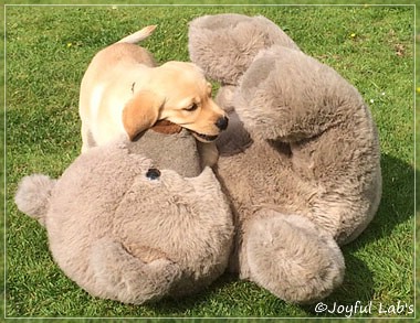 Joyful Lab's Colour Boy