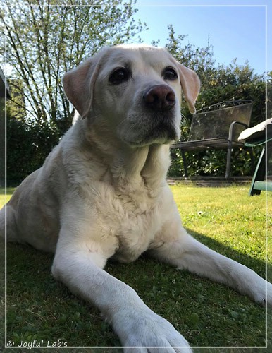 Joyful Lab's Bubbly Girl