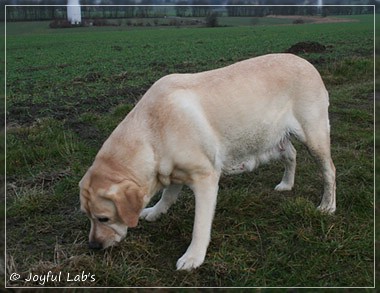 Hanna - Rosefair Joyful Girl