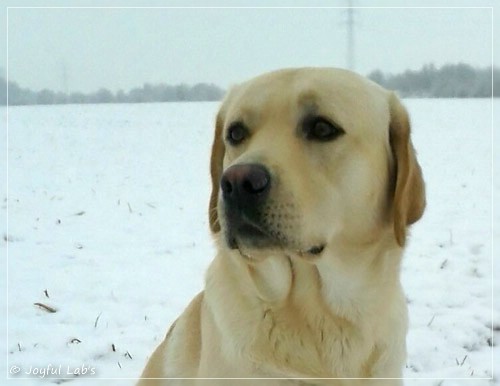 Joyful Lab's Checker Boy