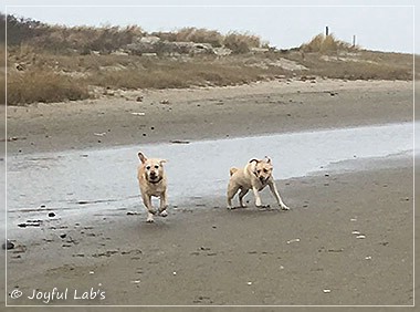 Joyful Lab's Cheeky Girl