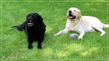 Joyful Lab's Crazy Boy