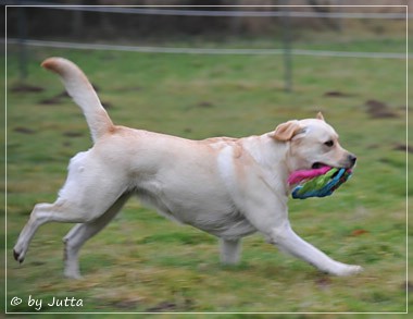 Joyful Lab's C-Wurf - Carla & Greta