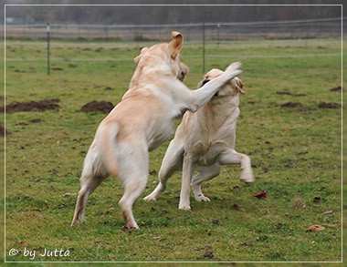 Joyful Lab's C-Wurf - Carla & Greta