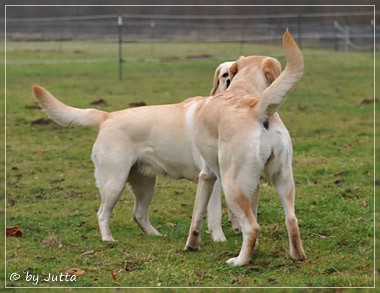 Joyful Lab's C-Wurf - Carla & Greta