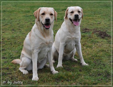 Joyful Lab's C-Wurf - Carla & Greta