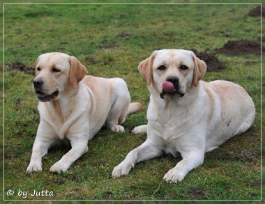 Joyful Lab's C-Wurf - Carla & Greta