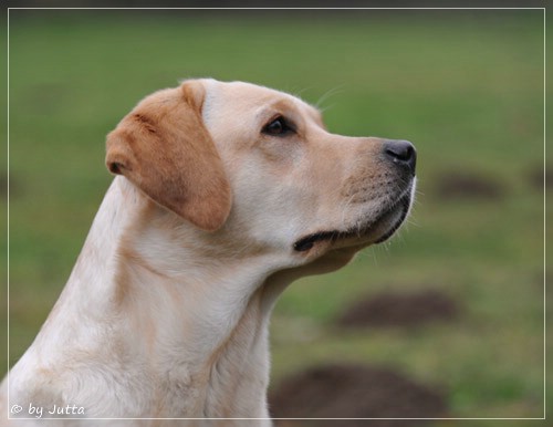 Joyful Lab's C-Wurf - Carla & Greta