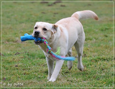 Joyful Lab's C-Wurf - Carla & Greta