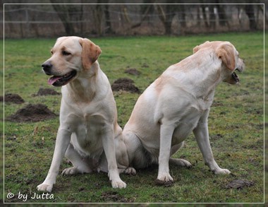 Joyful Lab's C-Wurf - Carla & Greta