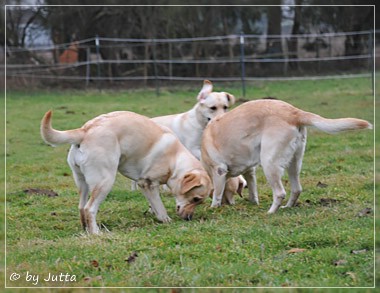 Joyful Lab's C-Wurf - Carla & Greta