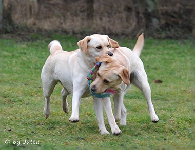 Joyful Lab's C-Wurf - Carla & Greta