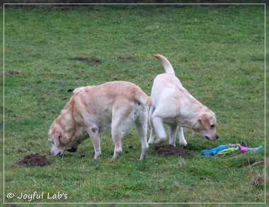 Joyful Lab's C-Wurf - Carla & Greta