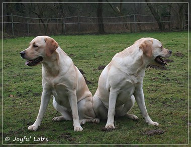 Joyful Lab's C-Wurf - Carla & Greta