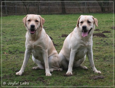 Joyful Lab's C-Wurf - Carla & Greta