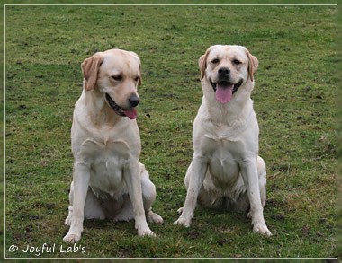 Joyful Lab's C-Wurf - Carla & Greta