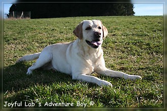 Joyful Labs Adventure Boy "Henry"