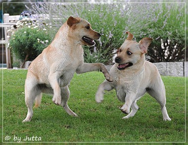 Joyful Lab's Classic & Cheeky Girl