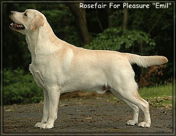 Rosefair For Pleasure