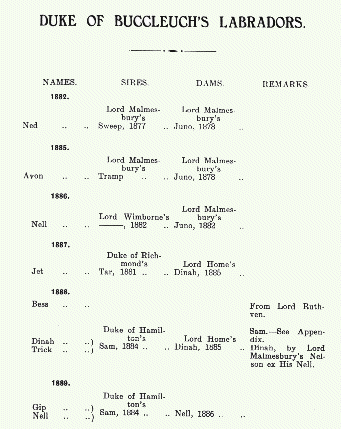 1. Ahnentafel Buccleuch Labradors