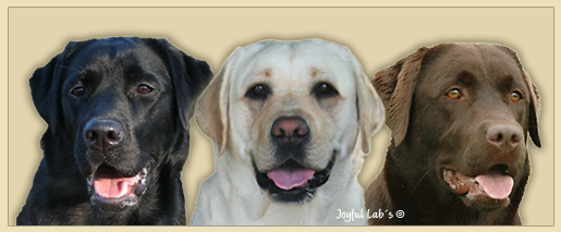 Den Labrador Retriever gibt es nur in 3 Farben