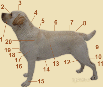 Körperbau des Labrador Retriever