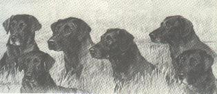 Banchory Dogs