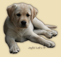 Joyful Lab's Classic Girl - Carla