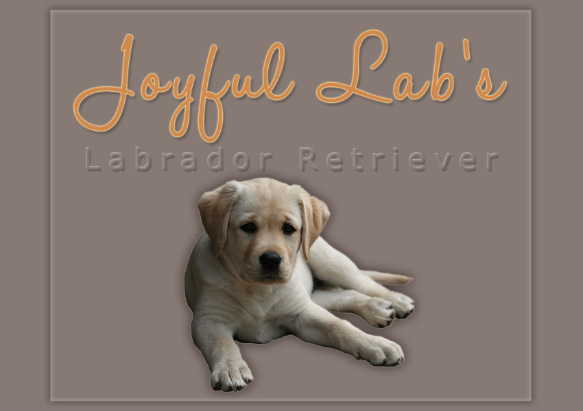 Kommen Sie herein und lernen Sie uns und unsere Labrador Retriever kennen!