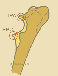 Ellbogengelenk, IPA, FPC