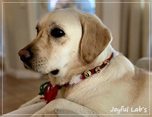 Joyful Lab's Excellent Girl - Brbel