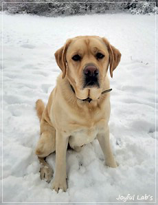 Joyful Lab's Friendly Boy - Bentley