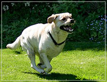 Carla - Joyful Lab's Classic Girl