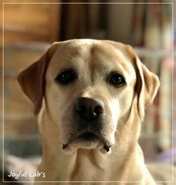 Carla - Joyful Lab's Classic Girl