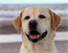 Carla - Joyful Lab's Classic Girl