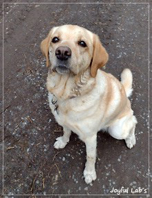 Joyful Lab's Dressy Girl - Dana