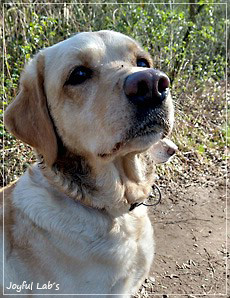 Joyful Lab's Dressy Girl - Dana