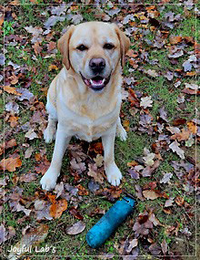 Ean - Joyful Labs European Boy