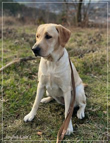 Joyful Labs Foxy Girl - Emma