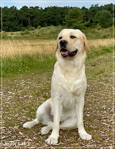 Fiete - Joyful Lab's Easy -Going Boy